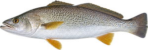 Acoupa Royal (Cynoscion Regalis)