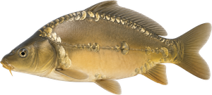 Carpe Miroir (Cyprinus Carpio Carpio Mirror)