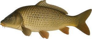 Carpe Commune (Cyprinus Carpio)