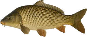 Carpe