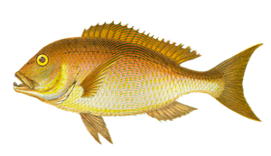 Denti (Dentex Dentex)