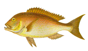 Denti (Dentex Dentex)