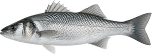 Bar Commun (Loup) (Dicentrarchus Labrax)