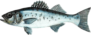 Bar Moucheté (Tacheté) (Dicentrarchus Punctatus)