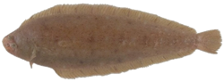 Céteau (Dicologoglossa Cuneata)