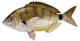 Sparaillon (Diplodus Annularis)