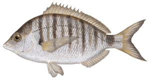 Sar à Tête Noire (Museau Pointu) (Diplodus Puntazzo)