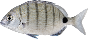 Sar Commun (Diplodus Sargus)