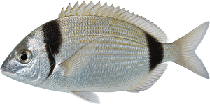 Veirade (Sar à Tête Noire) (Diplodus Vulgaris)