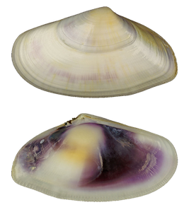 Telline (Donax Trunculus)