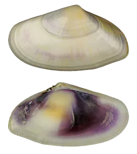 Telline (Donax Trunculus)