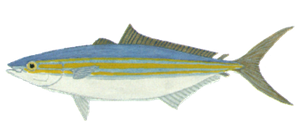 Coureur Arc-en-ciel (Comète Saumon) (Elagatis Bipinnulata)