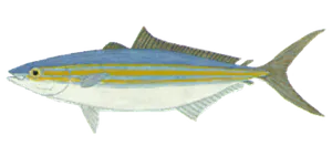 Coureur Arc-en-ciel (Comète Saumon) (Elagatis Bipinnulata)