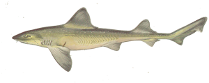 Émissole (Mustelus mustelus)
