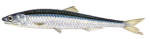 Anchois Commun (Engraulis Encrasicolus)
