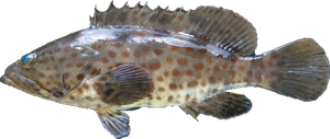 Mérou à Tâches Oranges (Epinephelus Coioides)