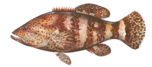Mérou Goliath (Epinephelus Itajara)