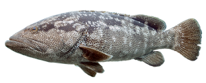 Mérou Malabar (Epinephelus Malabaricus)