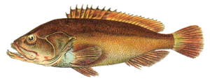 Mérou Brun (Epinephelus Marginatus)