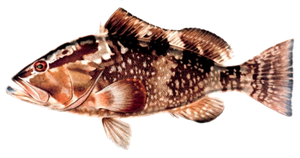 Mérou Nègre (Mérou Rouge) (Epinephelus Morio)