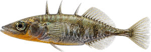 Épinoche (Gasterosteus aculeatus)