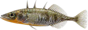 Épinoche (Gasterosteus aculeatus)