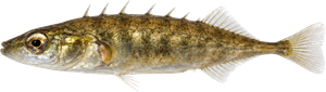 Épinochette (Pungitius pungitius)