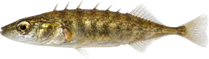 Épinochette (Pungitius pungitius)