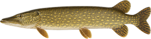 Brochet (Esox Lucius)