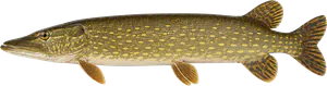 Brochet