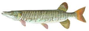 Maskinongé tigré (hybride) (Esox masquinongy X Esox lucius)