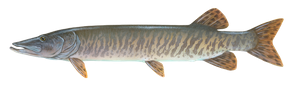 Maskinongé (Esox Masquinongy)