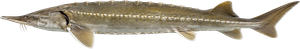 Esturgeon (Acipenser sturio)