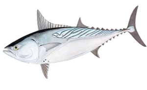 Thonine Orientale (Euthynnus Affinis)