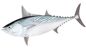 Thonine Orientale (Euthynnus Affinis)