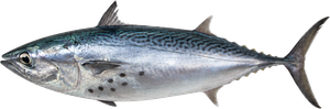 Thonine Commune (Euthynnus Alletteratus)