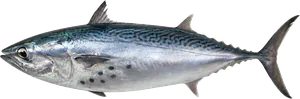 Thonine Commune (Euthynnus Alletteratus)