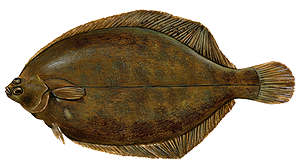 Flet (Platichthys flesus)