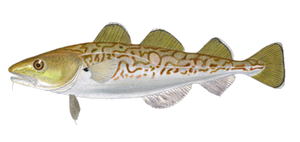 Morue du Pacifique (Gadus Macrocephalus)