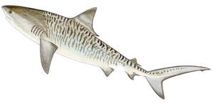 Requin Tigre (Galeocerdo Cuvier)