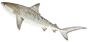 Requin Tigre (Galeocerdo Cuvier)