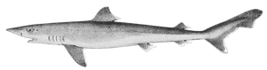 Requin-Hâ (Milandre) (Galeorhinus Galeus)