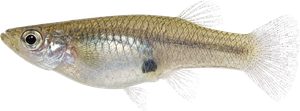 Gambusie de l'ouest (Gambusia holbrooki)