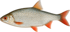 Gardon (Rutilus rutilus)