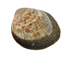 Amande de Mer (Glycymeris Glycymeris)