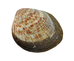 Amande de Mer (Glycymeris Glycymeris)