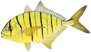 Carangue Royale (Carangue Dorée) (Gnathanodon Speciosus)