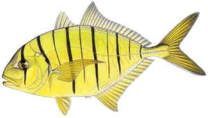 Carangue Royale (Carangue Dorée) (Gnathanodon Speciosus)