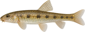 Goujon (Gobio gobio)