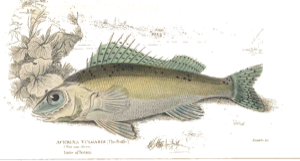 Grémille (Gymnocephalus cernua)